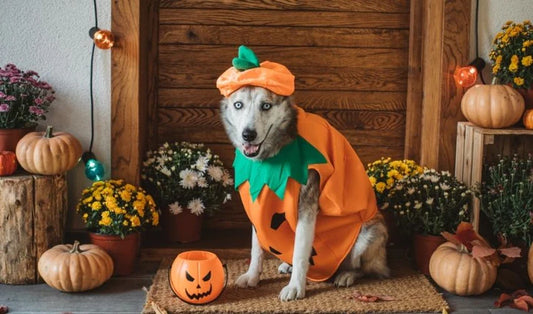 HALLOWEEN PET DANGERS