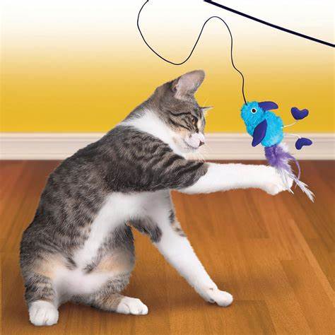 Cat Toys