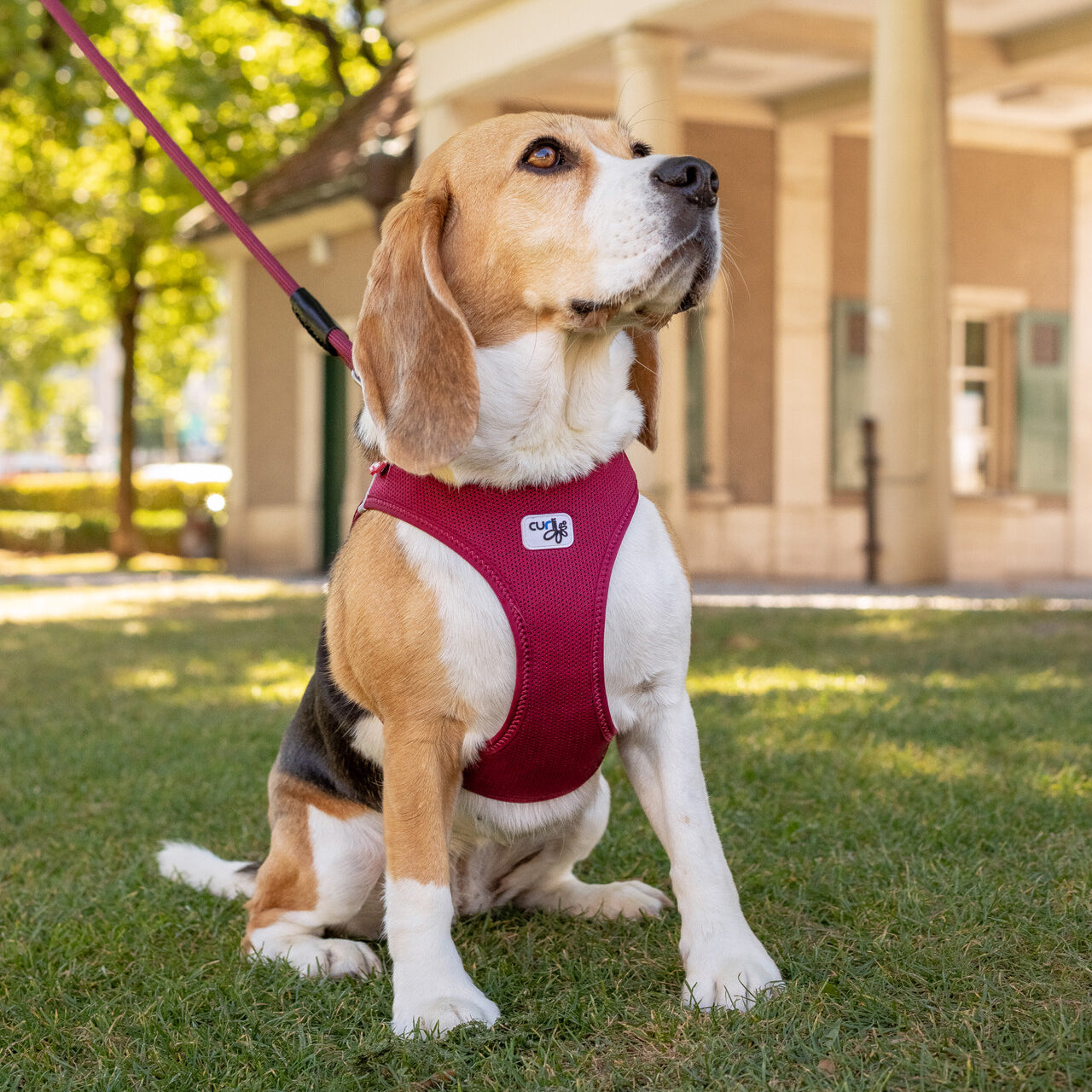 VEST HARNESS CURLI CLASP AIR-MESH