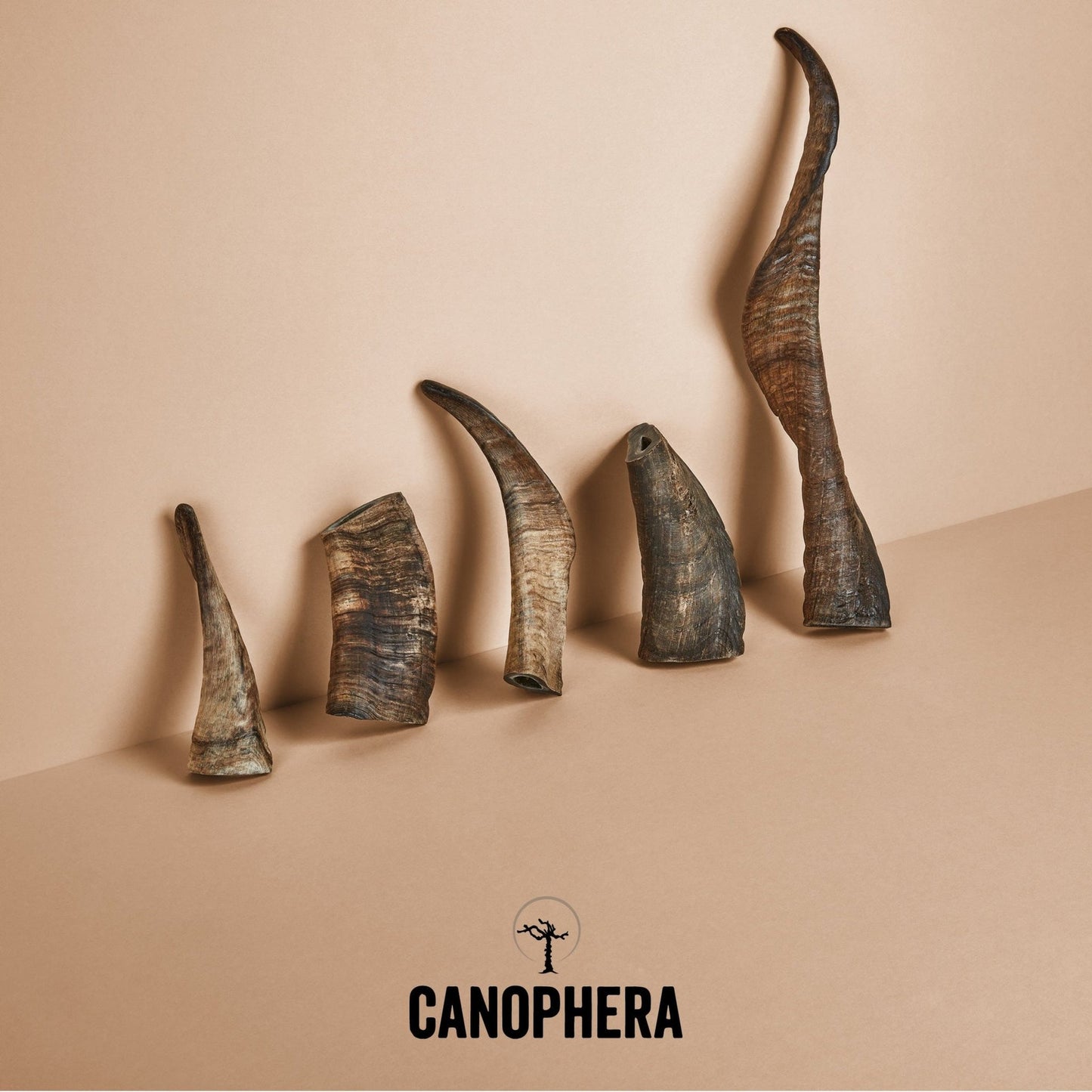 canophera sheep horns chews