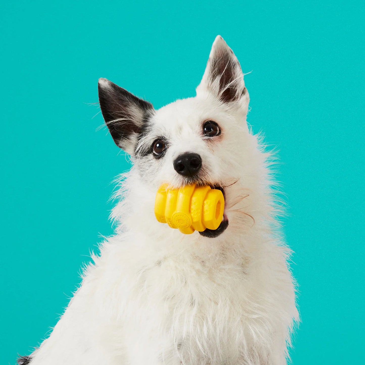 Project Hive Durable Hive Chew Toy for SMALL Dogs