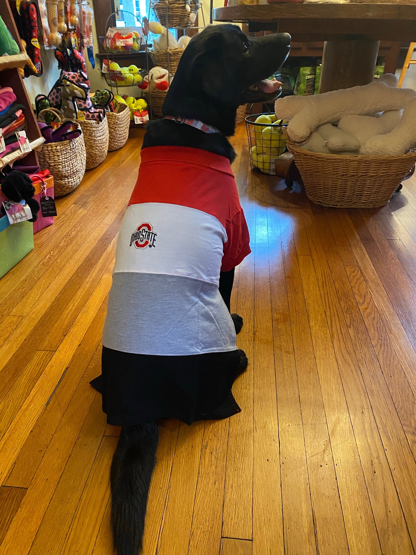 Ohio State Colorblock Polo