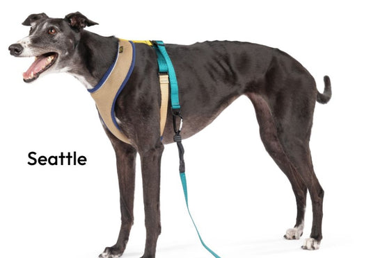 Featherweight Harness (Special Order)