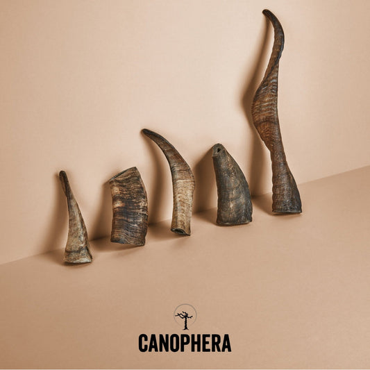 canophera sheep horns chews