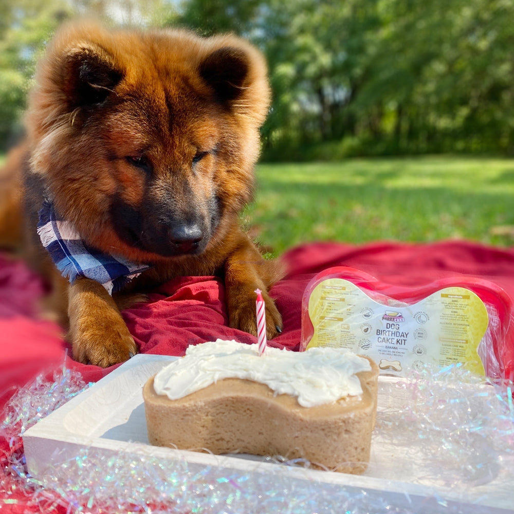 Dog birthday cake outlet kit