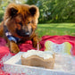 Puppy Cake Dog Birthday Cake Kit